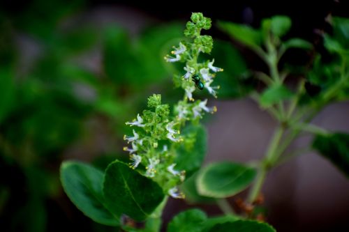 green plant insect