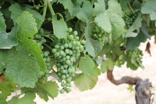 green syrah grapes grape vine