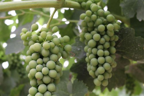 green syrah grapes vine