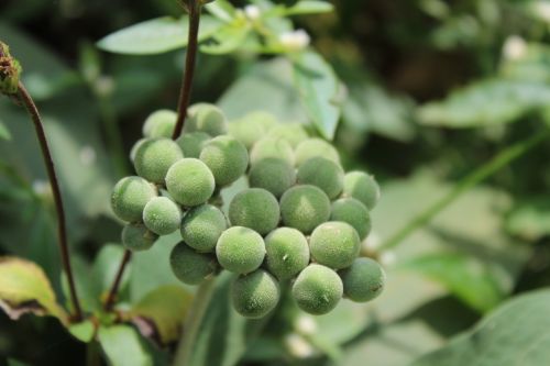 green fruits nature