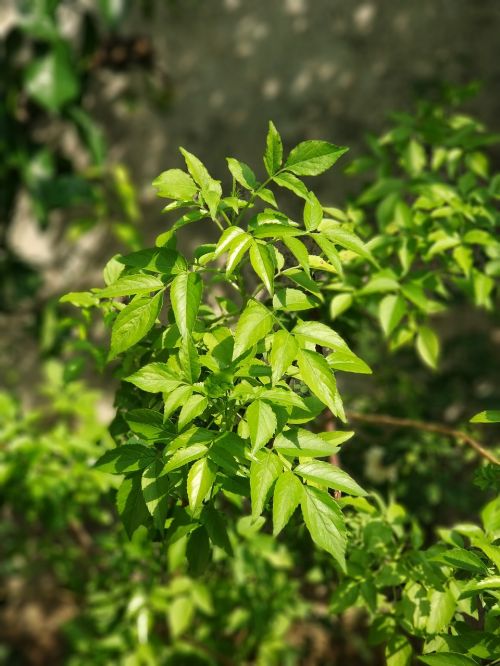 green leaf natur