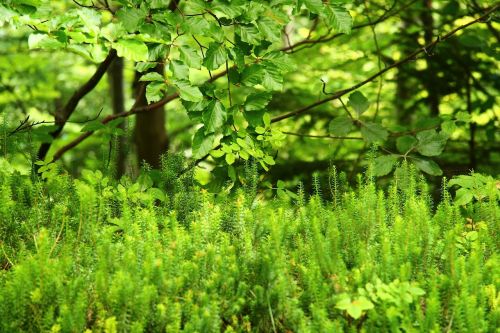 green forest moss