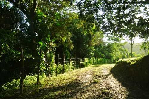 green tree forest