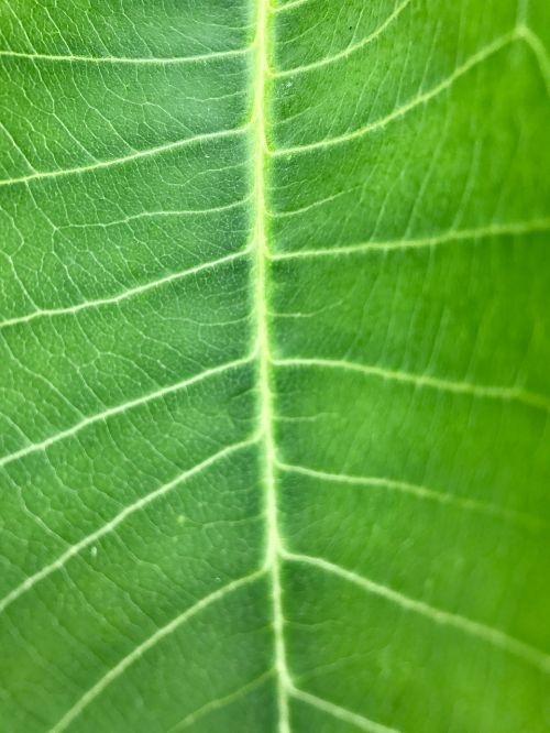 green leaf te
