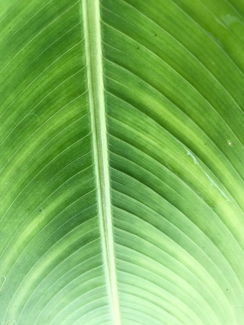 green leaf green leaf