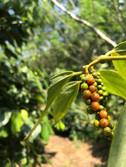 green peppercorn harvest