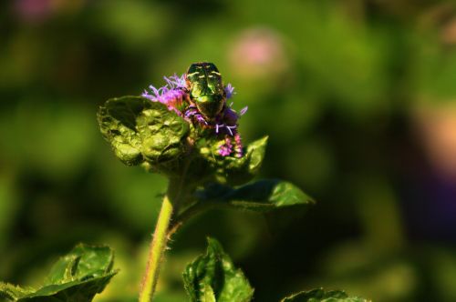 green beetle insect