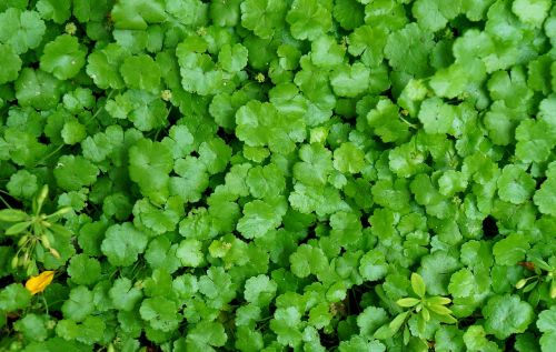 green green leaf background