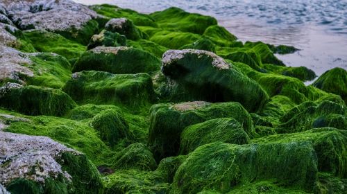 green moss nature