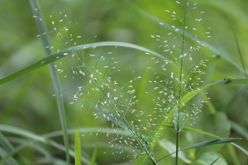 green nature landscape