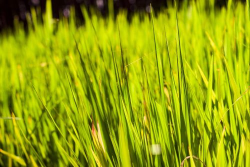 green grass nature