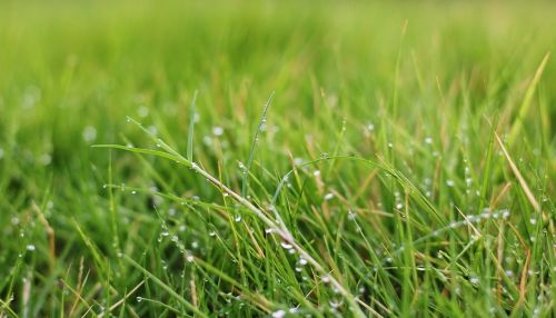 green grass dewdrops