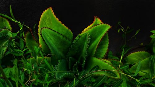 green grass flower