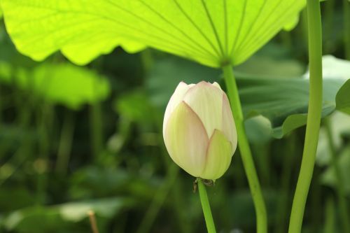 green lotus lotus leaf