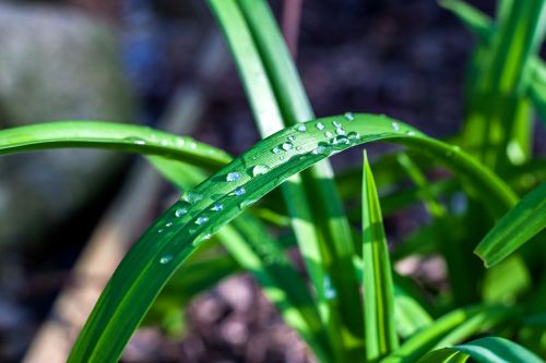 green plant leaf