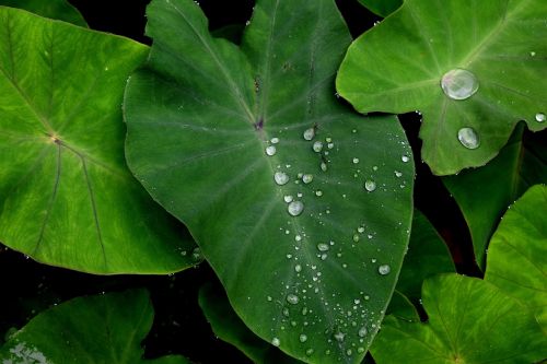 green leaf water
