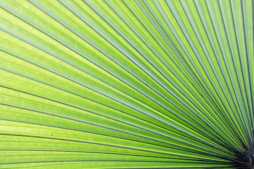 green palm lea