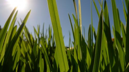 green blade of grass sunny