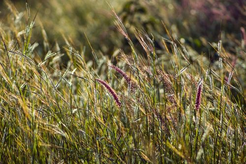 green grass winter