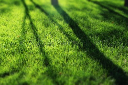 green grassland sunshine