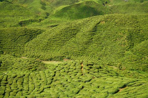 green the tea plantations field
