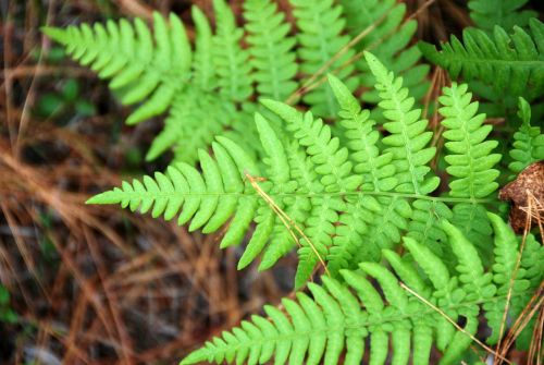green leaves fern