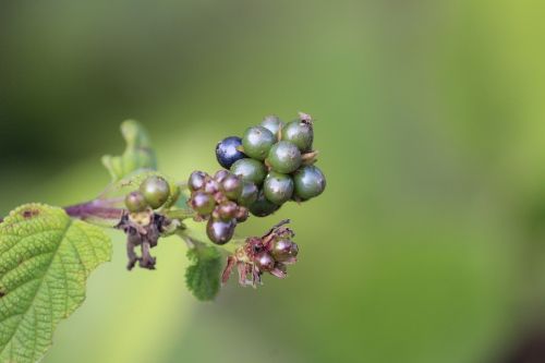 green nature fruit