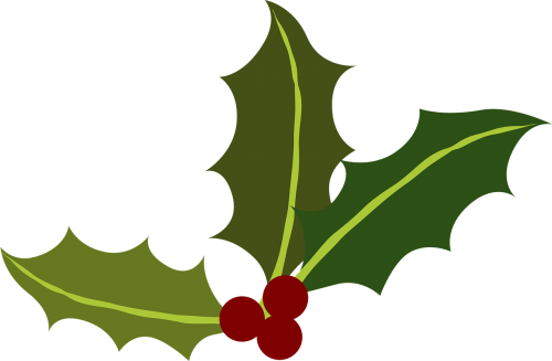 green holly berries