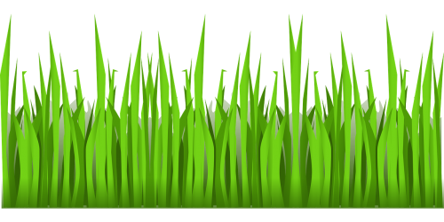 green grass growing