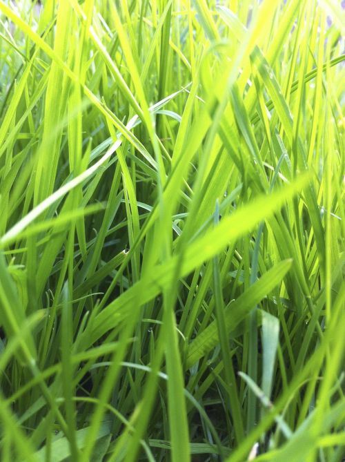 green grass landscape