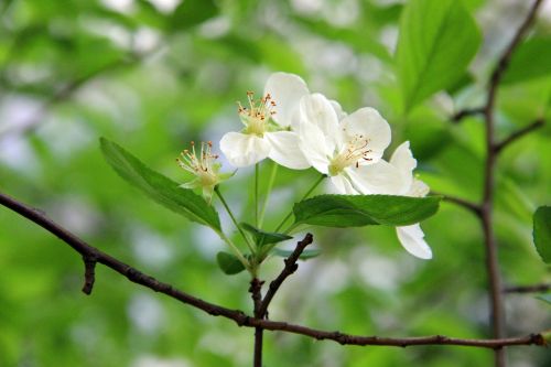 green begonia flower fresh