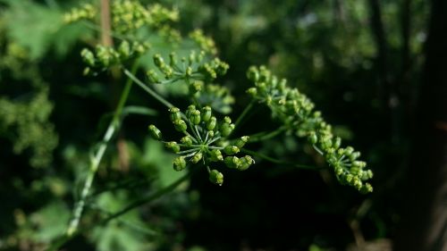 green nature greenery