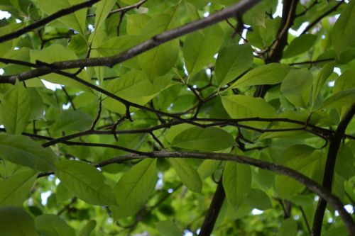 green plants nature