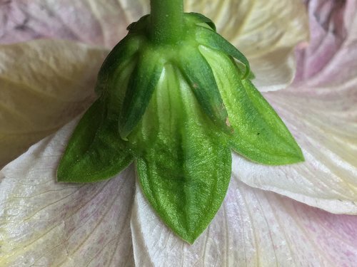 green  flower  nature