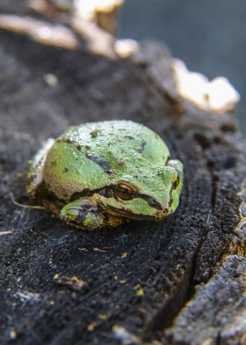 green tree frog frog