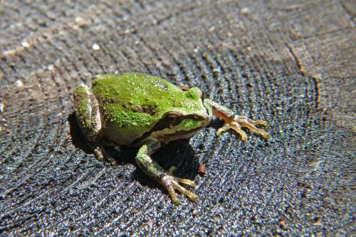 green tree frog frog