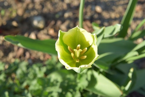 green  tulip  flower