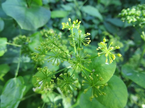 green  flower  nature