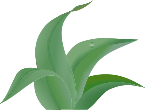 green leafy plants