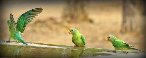 green  parrot  indian