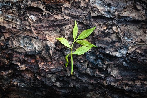 green  brown  leaf