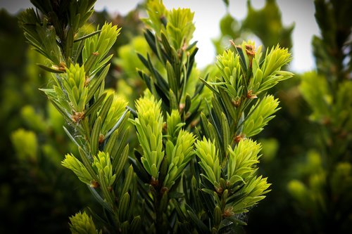 green  nature  bush