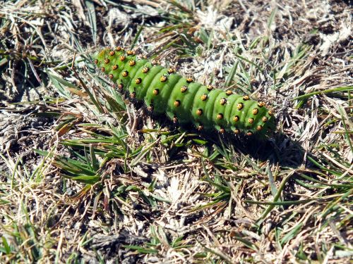 green caterpillar nature