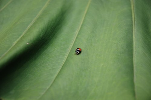 green  leaf  ladybug