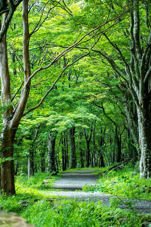 green  tree lined  road