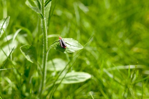 green  insect  nature