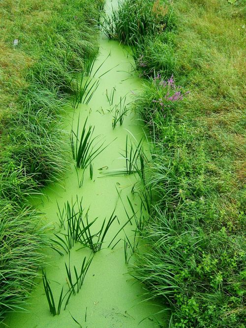green grass nature