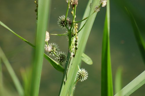 green  grass  nature