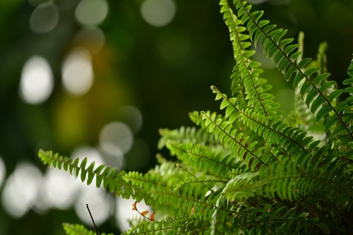 green  leaf  fern