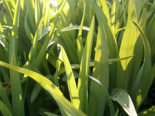 green leaves plant